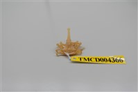 藏品(鈍形三角蟹)的圖片